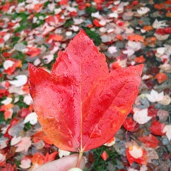 Melancholy Rise (film score)