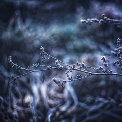 Craobh Airgid (The Silver Bough)