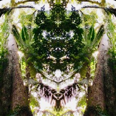 Infinite Awakening ✦ An Ode to the Amazon