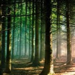 in the middle of the woods