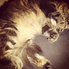 Komm, Jesu, Komm (Bach BWV229 - Arranged for String Orchestra)