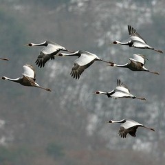 The Cranes (Zhuravli)- Dmitri Hvorostovsky