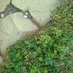 In Moll 1