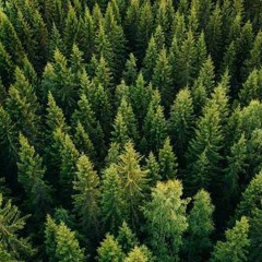 Ruby Plexus - Father And Grandmother