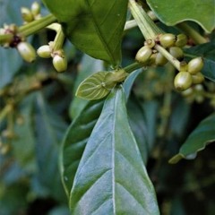 Prenda Querida (ati et Lilia)