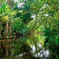 Frank Royal - Amazon