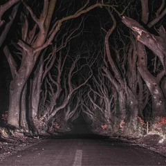 Walk in the Woods