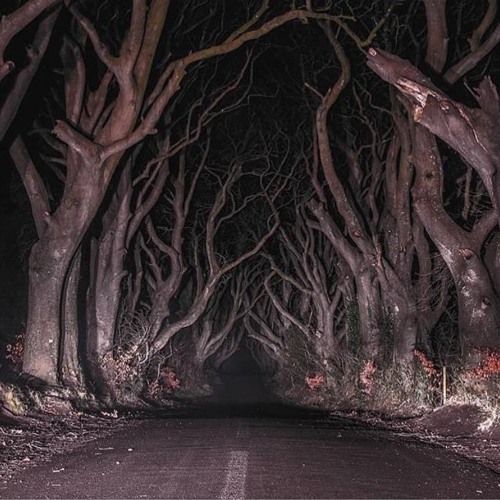 Walk in the Woods