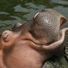 Chunky Tune ( beat remix prod. by Donato )