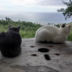 Rolling Stones - Willd Horses - Ext.V. Cat Machine Cover