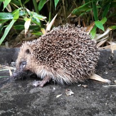 Happy Hedgehog