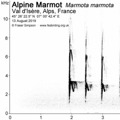Alpine Marmot (Marmota marmota)