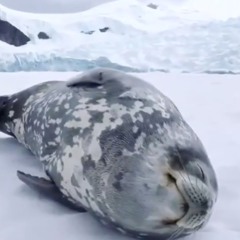 (You Make Me Feel) Mighty Seal