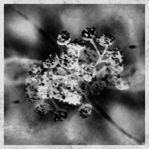 Taciturn Trees [Unreleased 2015]