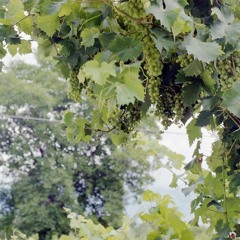 Famous Grapes Ambient Night @ ACUD 20.07.19
