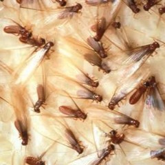 Mr. Rausch • disquiet0401