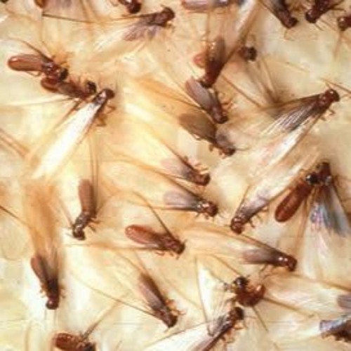 Mr. Rausch • disquiet0401