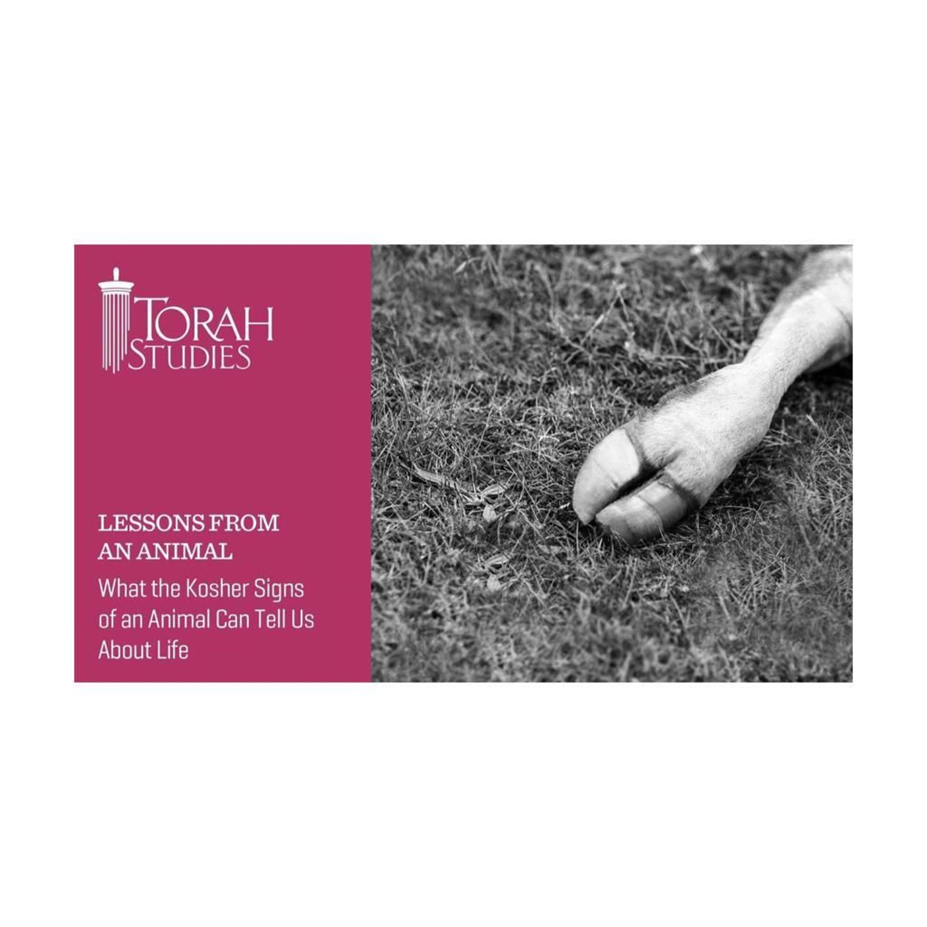 On Kosher; an attitude of eating & life episode artwork