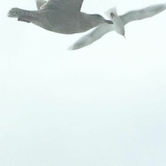 Valley - Full Set - June 2019