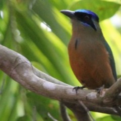 Udu de Coroa Azul