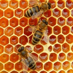 Honeybee 「SPG」