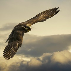 Free Flying