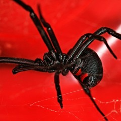 Black Widow