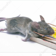 a mouse was found dead (collap with twykex)