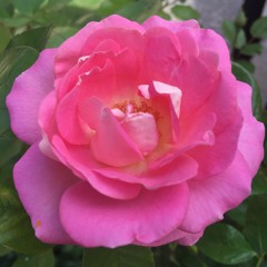 Breathing Sacred Earth