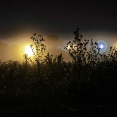 Wasteland