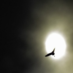 The Short Name For An Imaginary Horse