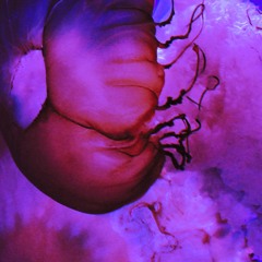 nemernicat primatreia2