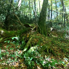 Cérémonie Pour Une Fée Défunte