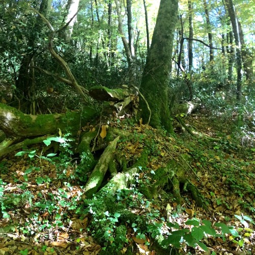 Cérémonie Pour Une Fée Défunte