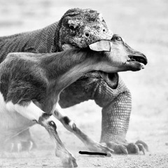 Komodo
