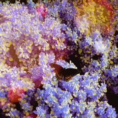 CESAR - Could You Be The One?