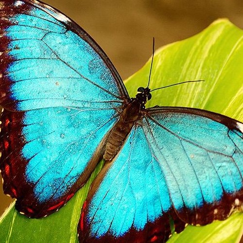 Flutter