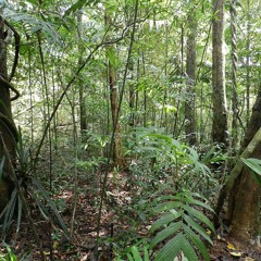 Bacter & Saga Musix - Rainforest