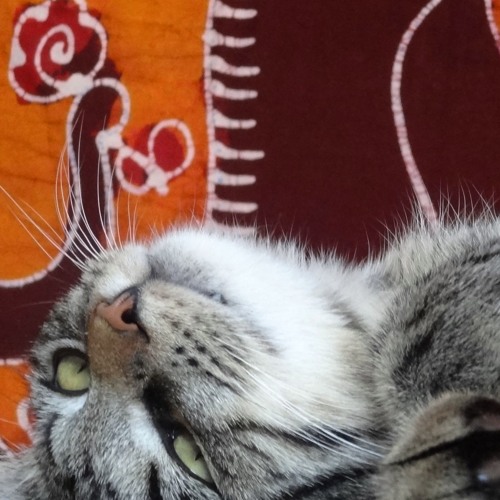 The Cat On Its Back