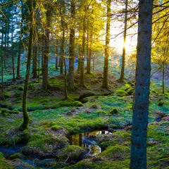 Norwegian Woods - Beatles