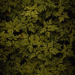 Медитация Части тела (техника Джо Диспензы)