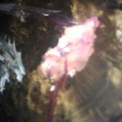 Cigarette Daydream - Cage The Elephant Cover