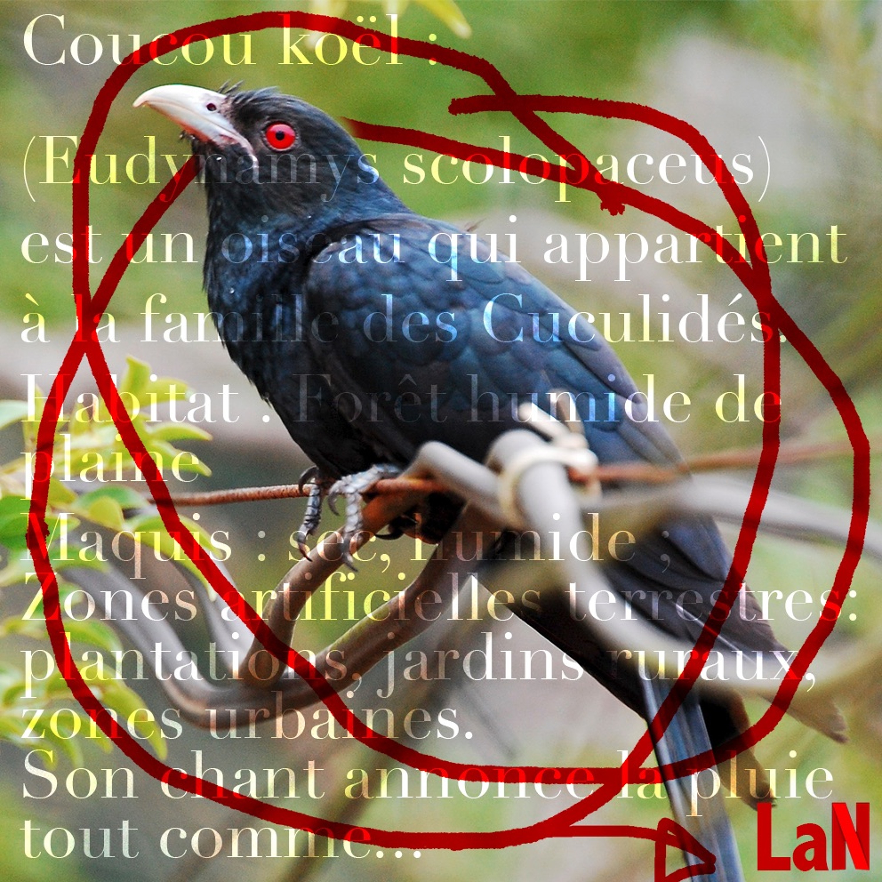 Coucou / La N episode artwork