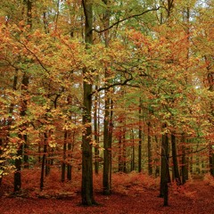 Hendrik Fröhlich - Autumn 2019