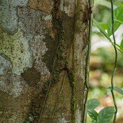 Azteca Ants, Cecropia Tree, Contact Mic, Costa Rica,  2011-11-16