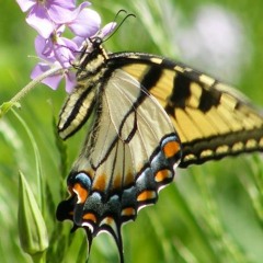 Devotion (Tirzah cover)