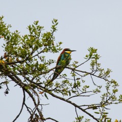 European Bee Eater, Edge Of Woodland, Early Sping, Grazalema, Rick Blything