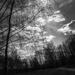 blue arsed fly (muted vocals dub) - bruderkong