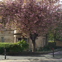 Save Your Trees From The Evil Landlords