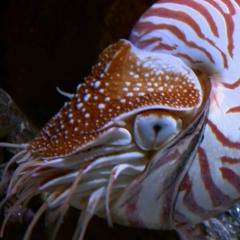 Nautilus